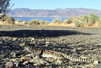 Long-nosed Leopard Lizard