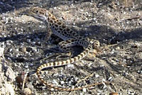 Long-nosed Leopard Lizard