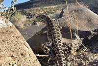 Long-nosed Leopard Lizard