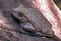 Canyon Treefrog 