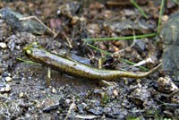 Limestone Salamander