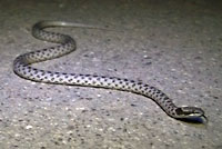 Northern Desert Nightsnake