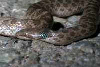 California Nightsnake