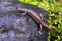 Shasta Salamander