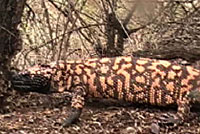 Reticulate Gila Monster