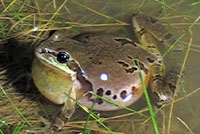 Arizona Treefrog 