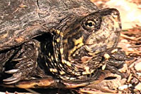 Sonoran Mud Turtle