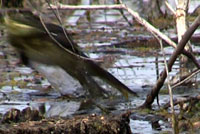 American Bullfrog