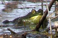 American Bullfrog