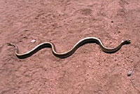 California Kingsnake