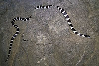 california kingsnake video