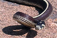 California Kingsnake