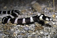 california kingsnake video