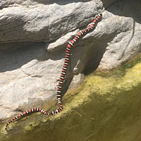 San Diego Mountain Kingsnake