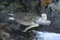 Olive Ridley Sea Turtle