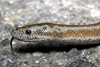 Rosy Boa