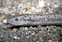 Rosy Boa