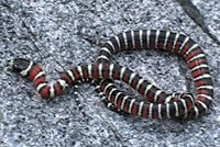 Arizona Mountain Kingsnake