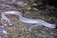 Rosy Boa