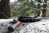 San Diego Mountain Kingsnake