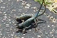 Coast Range Fence Lizards