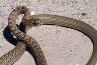 San Joaquin Coachwhip