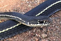 California Striped Racer