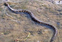 Northern Watersnake