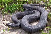 Northern Watersnake