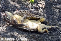 Coast Horned Lizard