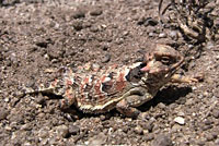 Coast Horned Lizard