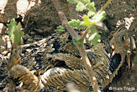 Coast Horned Lizard