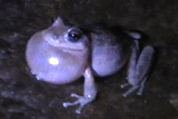 California Treefrog