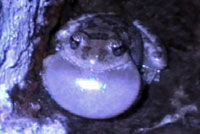 California Treefrog