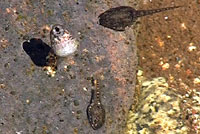 California Treefrog Tadpoles