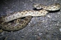 Sonoran Gopher Snake