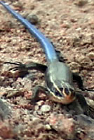 Mountain Skink