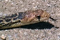 San Diego Gopher Snake