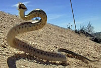 San Diego Gopher Snake