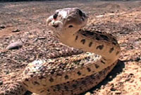 Pacific Gopher Snake