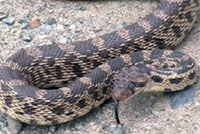 Great Basin Gopher Snake Movie