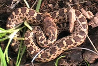 Pacific Gopher Snake