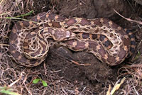 Pacific Gopher Snake