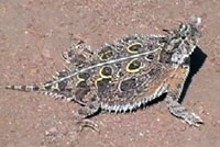 Texas Horned Lizard