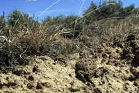 Pygmy Short-horned Lizard