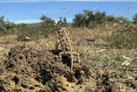 Pygmy Short-horned Lizard