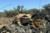 Pygmy Short-horned Lizard