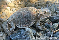 Pygmy Short-horned Lizard