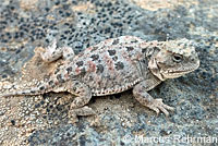 Pygmy Short-horned Lizard