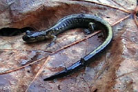 Dunn's Salamander